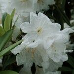 Rhododendron decorum Flor