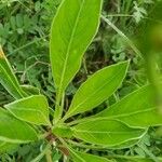 Oenothera triloba Hoja