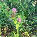 Trifolium medium Blüte