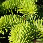 Abies lasiocarpa Leaf