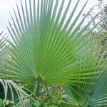 Washingtonia robusta Blatt