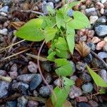 Ipomoea lacunosa Blatt