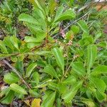 Beaupreopsis paniculata Hábito