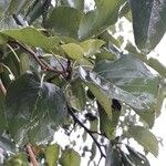 Alnus cordata পাতা