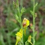 Linaria genistifolia Květ