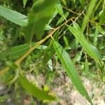 Salix nigra Leaf