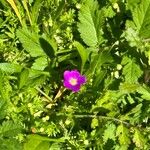 Calandrinia ciliata Lorea