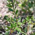 Vaccinium madagascariense Leaf