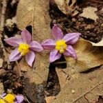 Solanum dulcamaroides Цвят