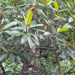 Rhizophora racemosa Лист