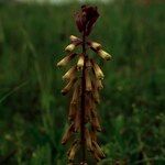 Bellevalia trifoliata Habitus