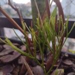 Psilotum nudum Leaf