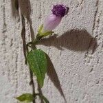 Ipomoea lacunosa Blatt