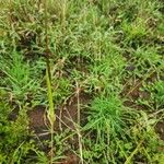 Heteropogon contortus Flor