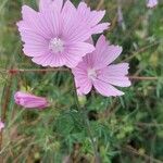 Malva moschataЦвят