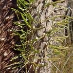 Didierea madagascariensis Leaf