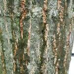 Tilia × euchlora 樹皮