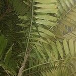 Ceratozamia mexicana Ліст