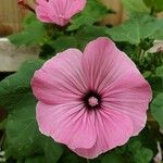 Malva trimestris (L.) Salisb.Blodyn