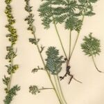 Artemisia atrata Staniste