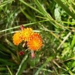 Pilosella aurantiaca പുഷ്പം