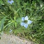 Nigella arvensis 花