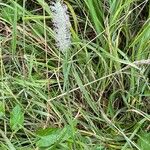 Phleum pratense 葉