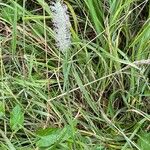 Phleum pratense Leaf