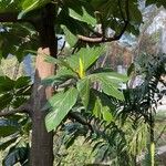 Artocarpus altilis Folha