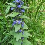 Ajuga genevensisKvět