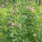 Medicago × varia Habit