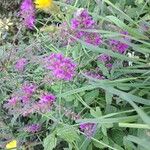 Lythrum virgatum Blüte