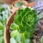 Sempervivum tectorum葉