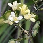 Biscutella laevigata Flor