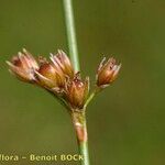 Juncus filiformis Fruit