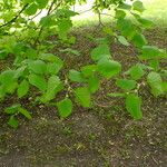 Tilia americana برگ