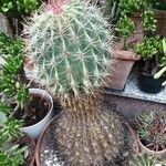 Ferocactus pilosus Ліст