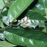Securidaca paniculata Flor