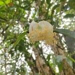 Campomanesia phaea 花