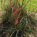 Hesperaloe parviflora Кветка