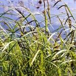 Carex acuta Folla