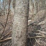 Betula alleghaniensis 樹皮
