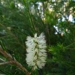 Melaleuca armillaris Blüte