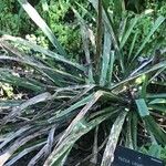 Yucca flaccida Fulla