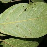 Ocotea valerioides Leaf