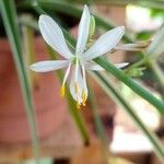 Chlorophytum comosum Λουλούδι