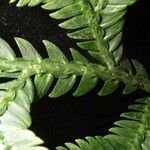 Selaginella oaxacana Foglia