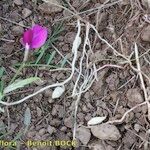 Lathyrus setifolius ശീലം