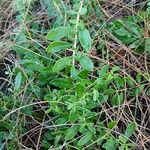 Lycium mascarenense Leaf