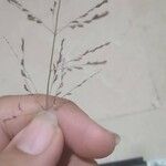 Eragrostis curvula പുഷ്പം